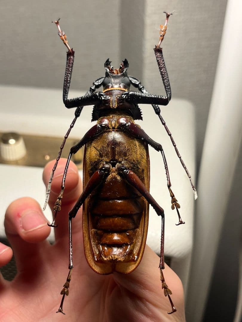 【84mm】コゲチャトゲフチオオウスバカミキリ 昆虫標本 ハナムグリカナブン