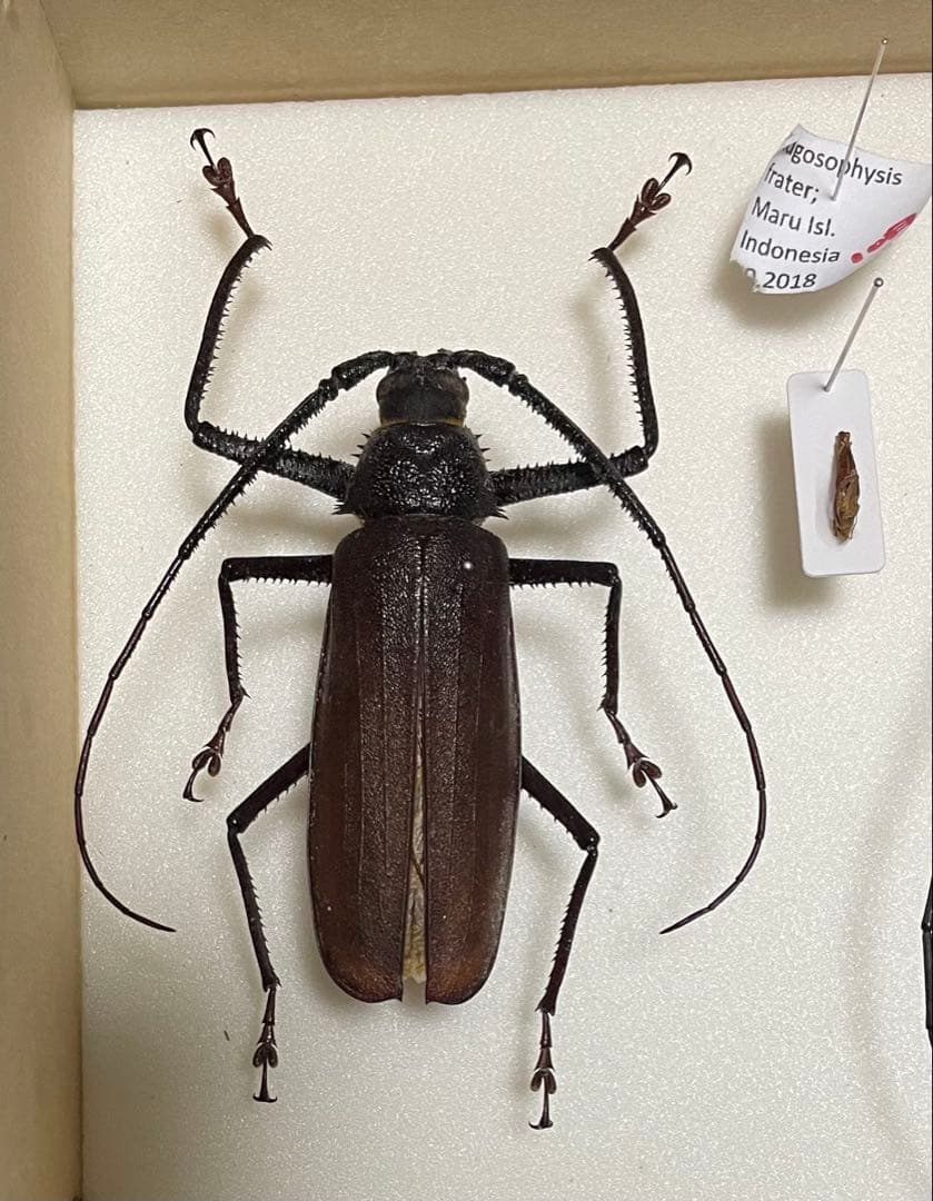 ウスバカミキリ　標本　マル島