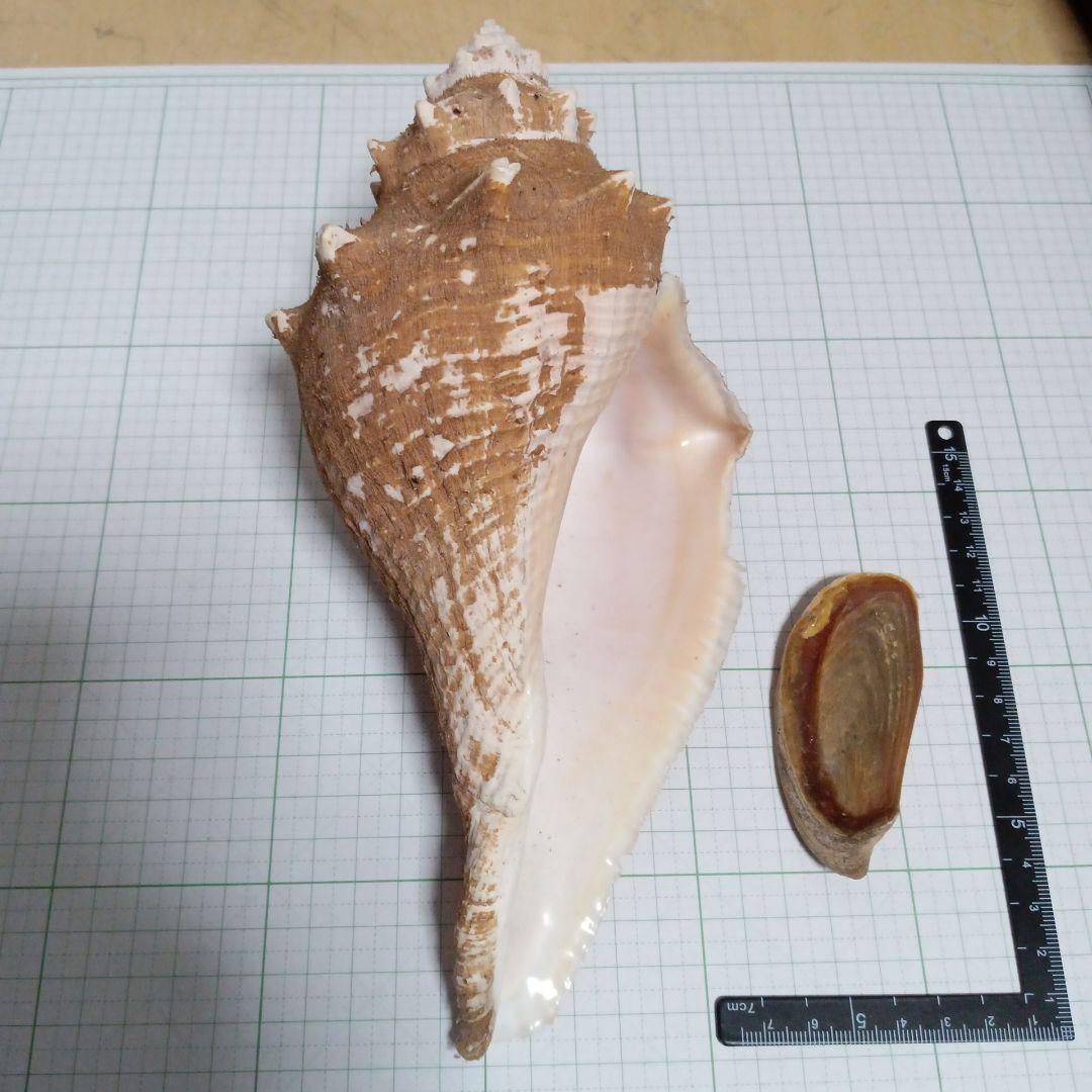 貝殻標本　テングニシ