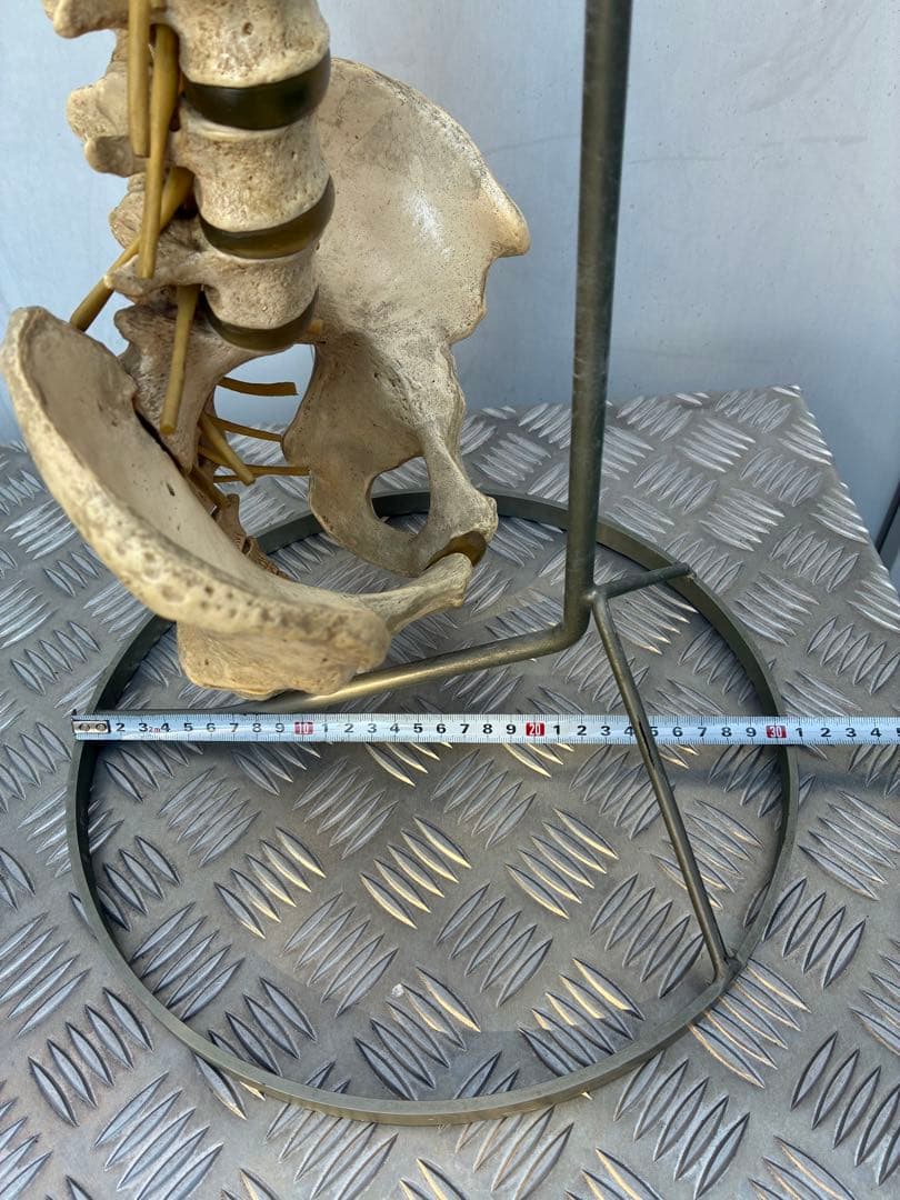 脊椎模型 約90cm
