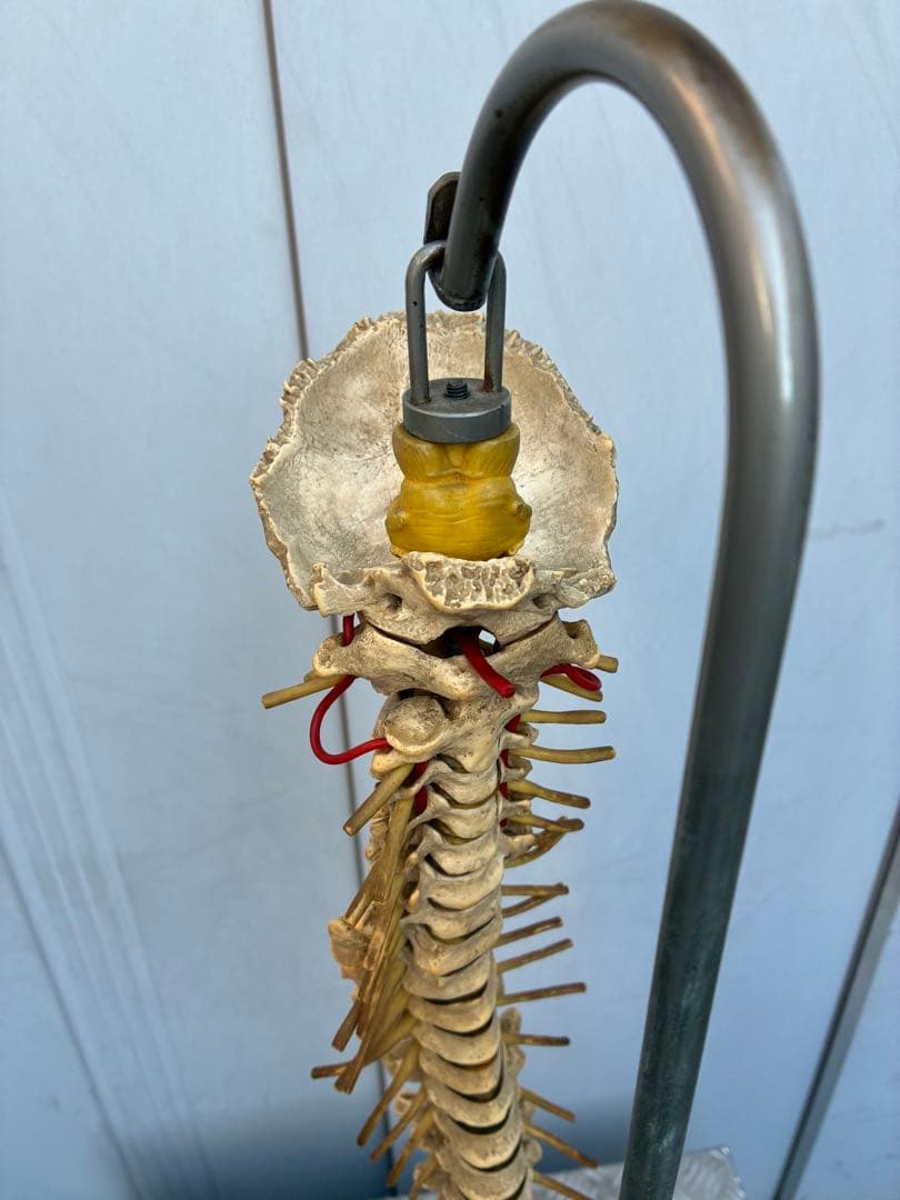 脊椎模型 約90cm