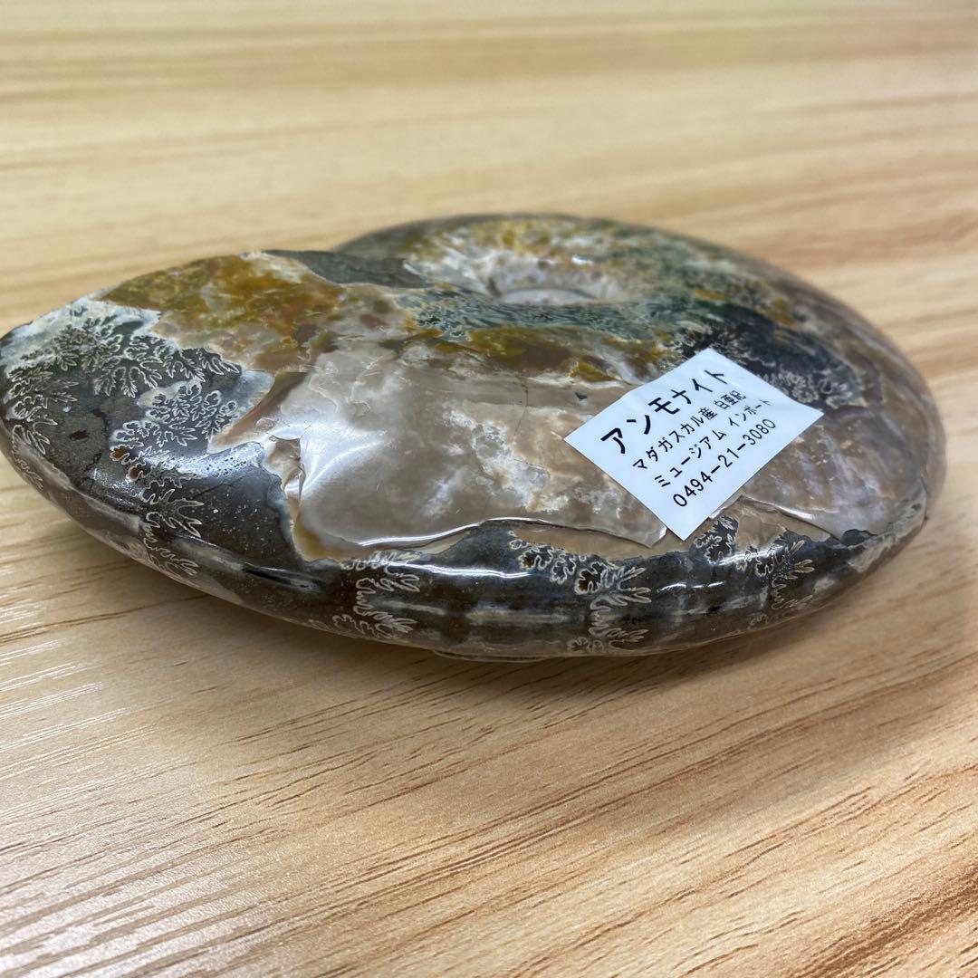 マダガスカル産アンモナイト