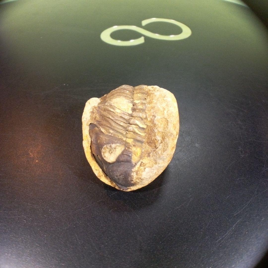 三葉虫　化石　fossil　ボリビア産　トライロバイト　三葉虫個体①