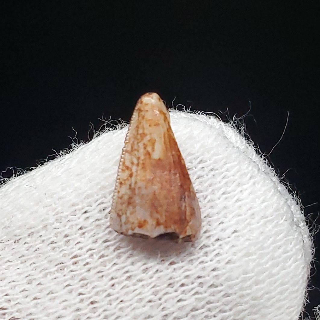 希少 ポストスクス 爬虫類 歯 化石 ニューメキシコ産 18.91mm fr64