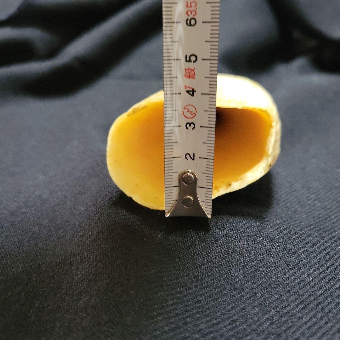 ☆　マッコウクジラ　鯨牙292.6g天然素材　印材　鯨牙　鯨歯