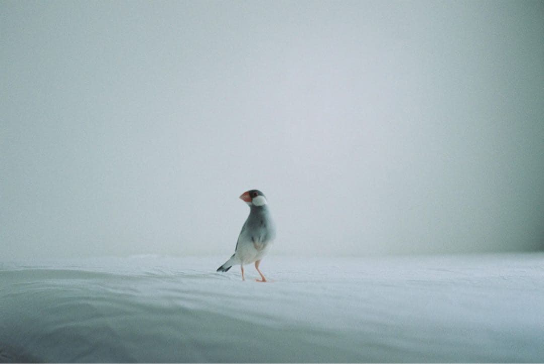 かりん Leica ライカ CM SUMMARIT 40mm F2.4