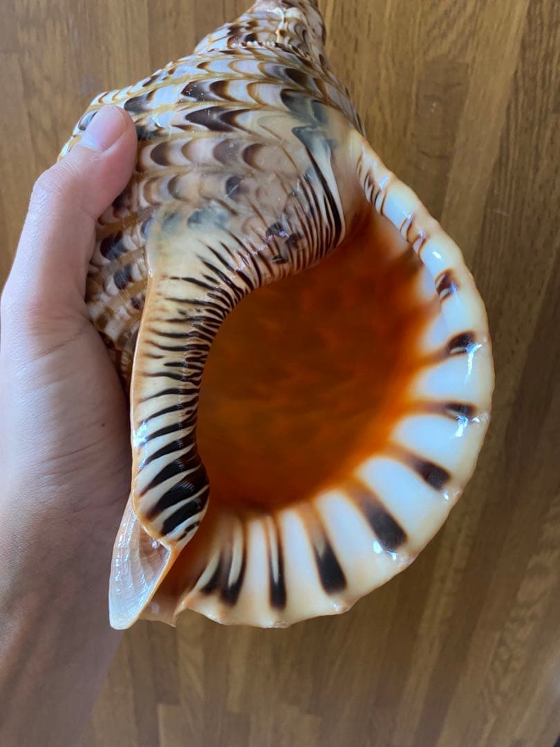 法螺貝　新鮮なホラ貝　色合いが綺麗　34cm 620グラム