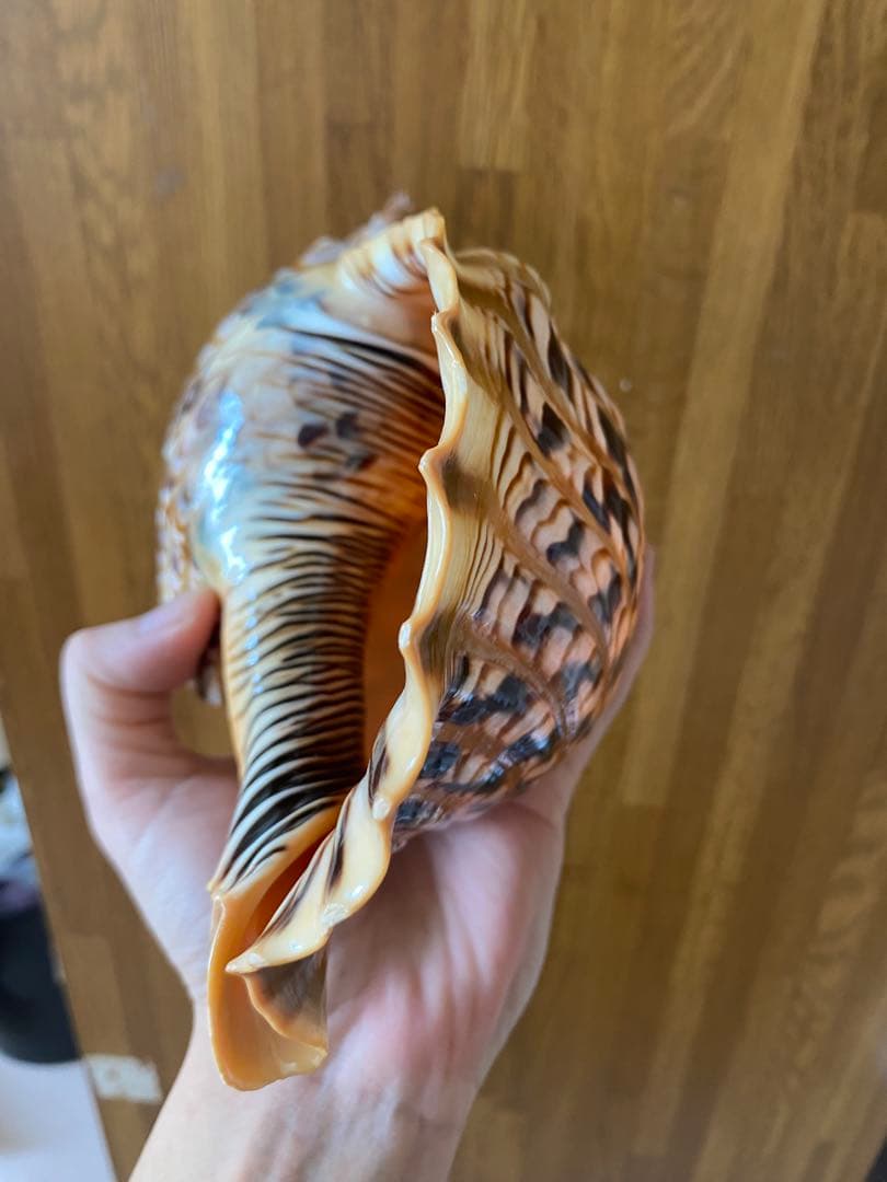 法螺貝　新鮮なホラ貝　色合いが綺麗　34cm 620グラム