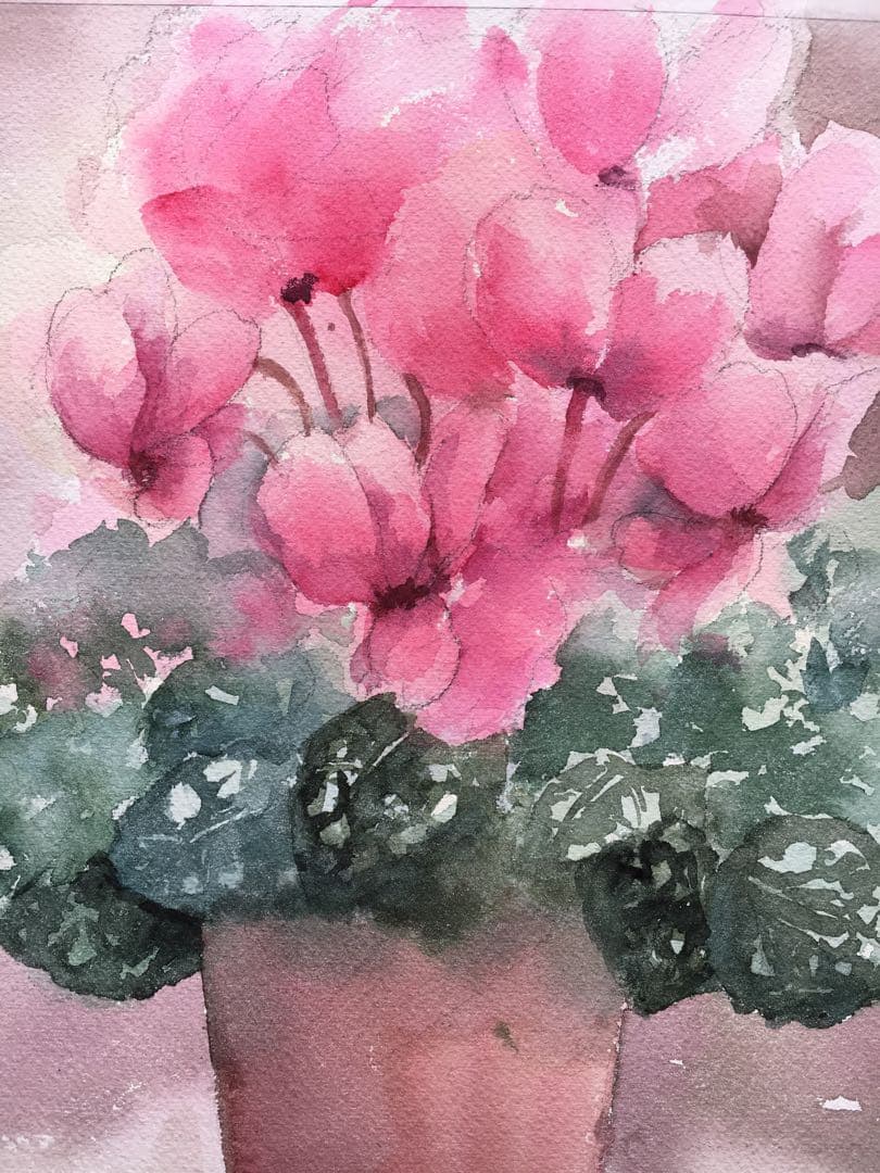 透明水彩画原画ピンクのシクラメン