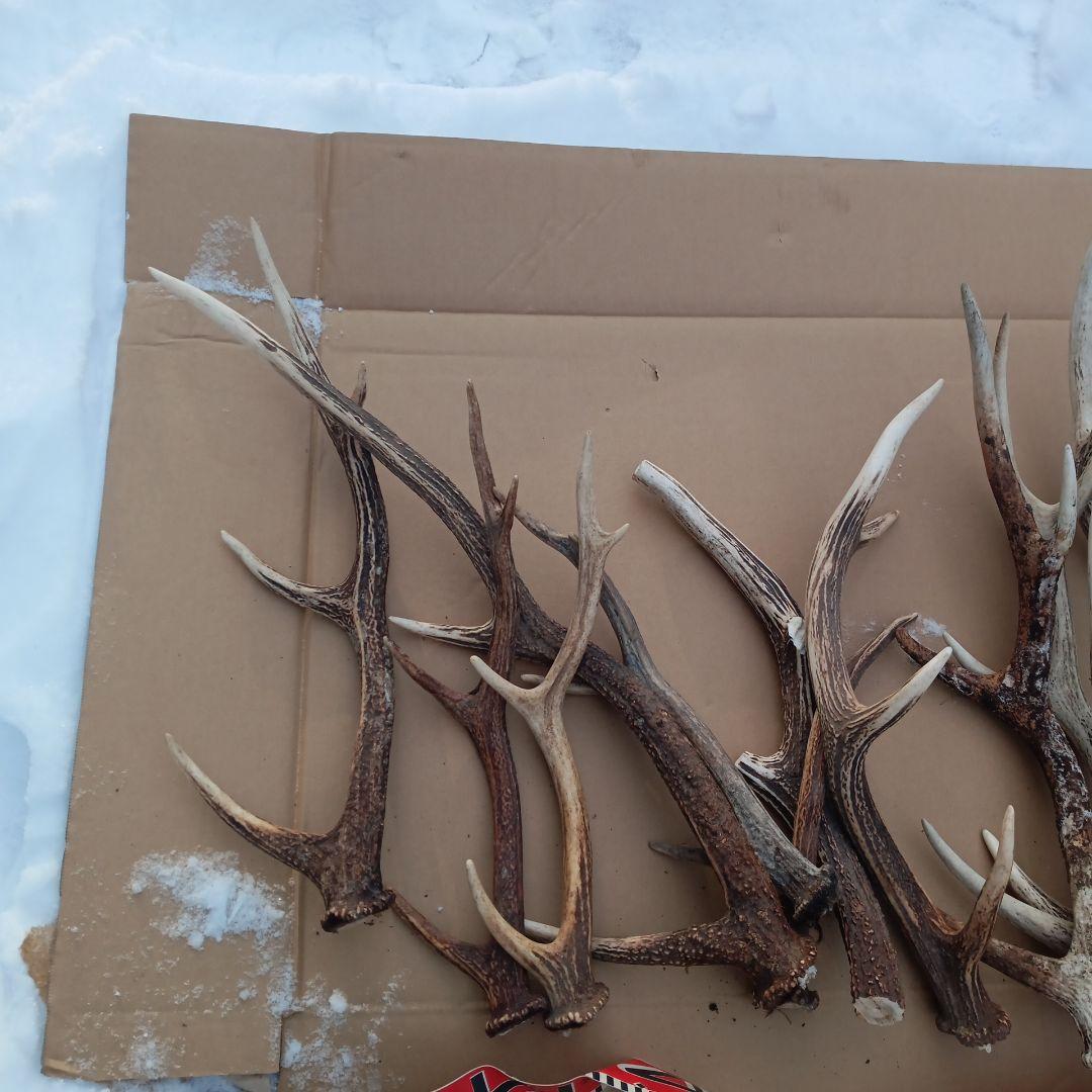 天然素材、蝦夷鹿の角 犬のおもちゃ、工芸品などに　3番