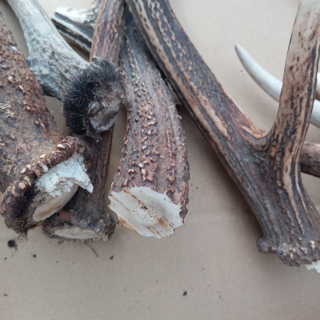 天然素材、蝦夷鹿の角 犬のおもちゃ、工芸品などに　3番