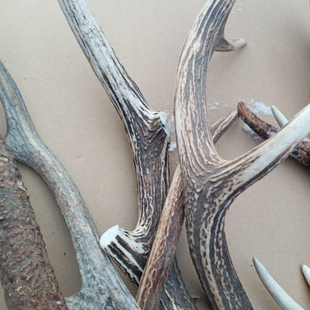 天然素材、蝦夷鹿の角 犬のおもちゃ、工芸品などに　3番