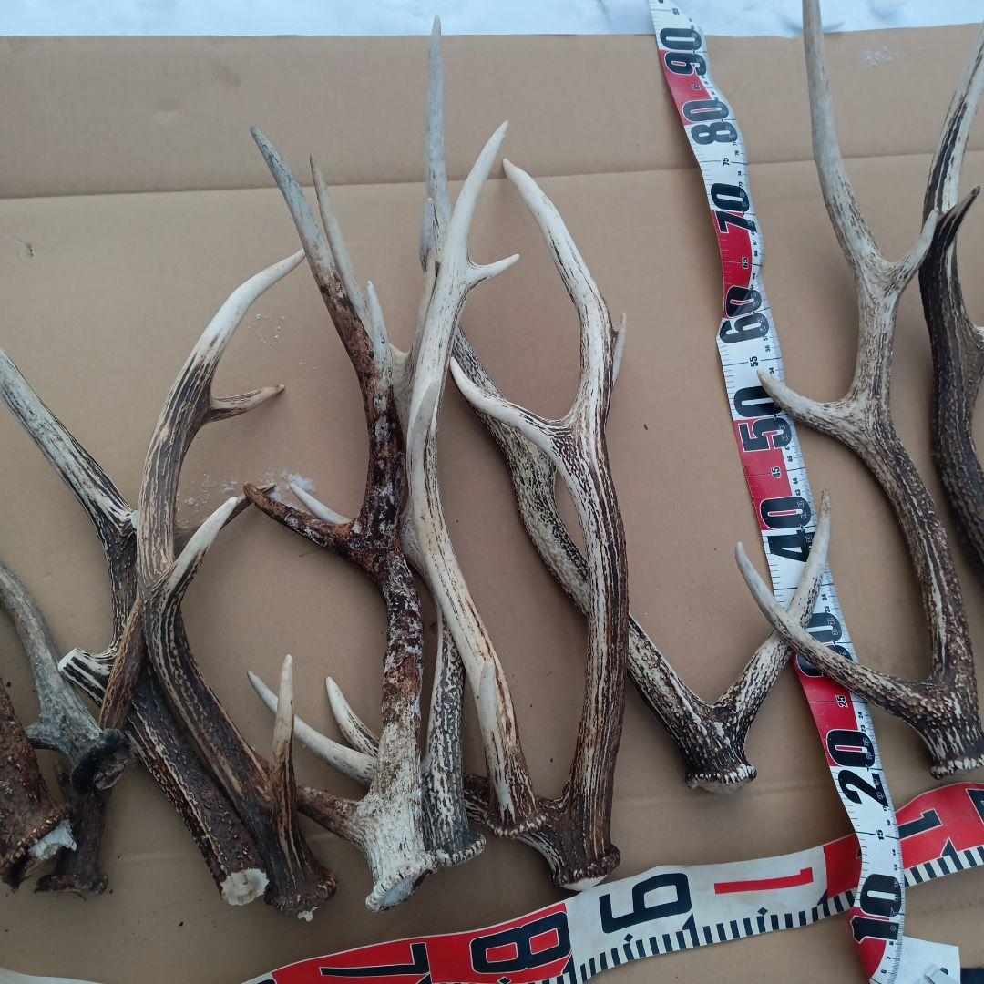 天然素材、蝦夷鹿の角 犬のおもちゃ、工芸品などに　3番