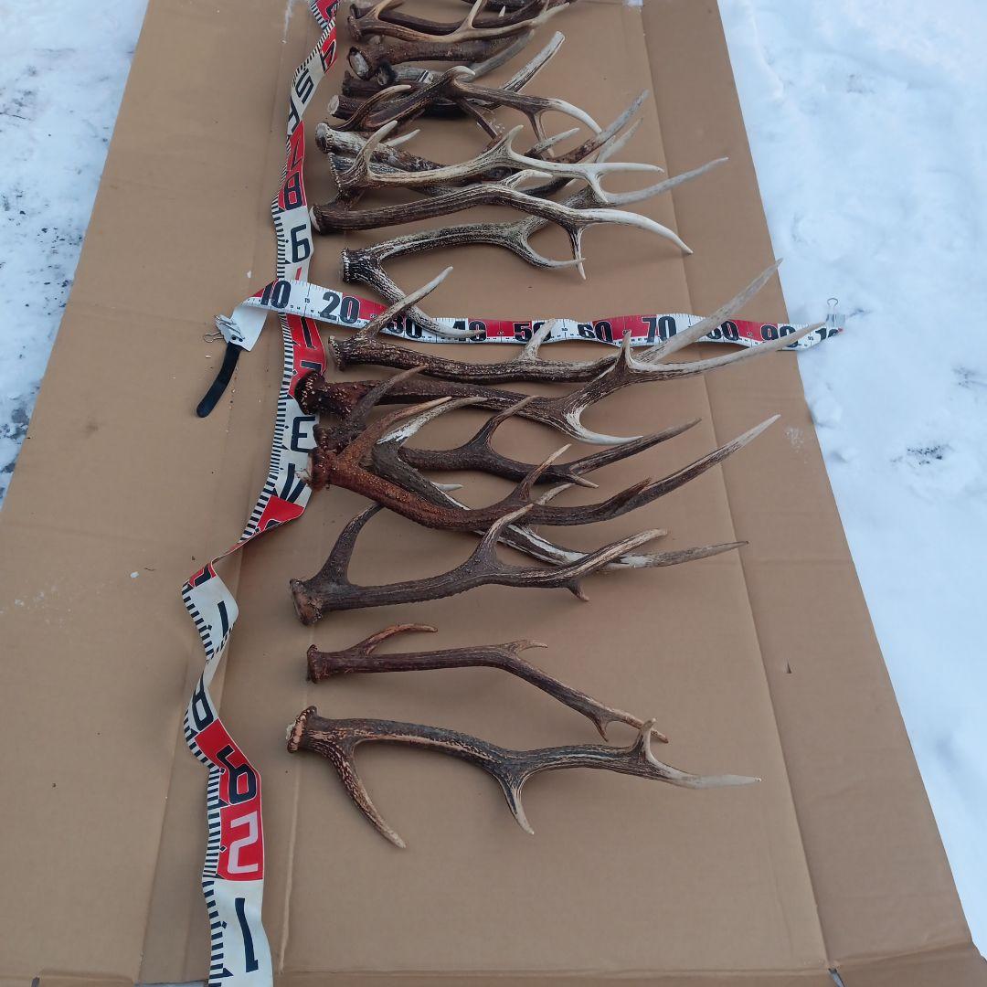 天然素材、蝦夷鹿の角 犬のおもちゃ、工芸品などに　3番