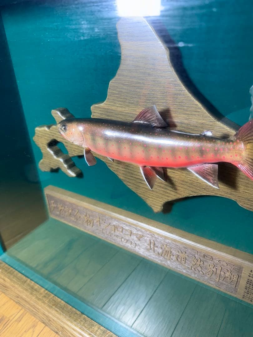 オショロコマ 剥製 重量物 高級 額縁 木製