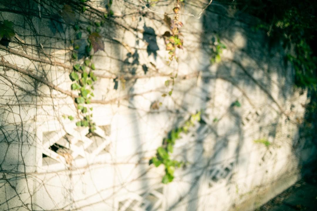 【作例あり】Canon YONGNUO EF35mm F2.0 EFマウント