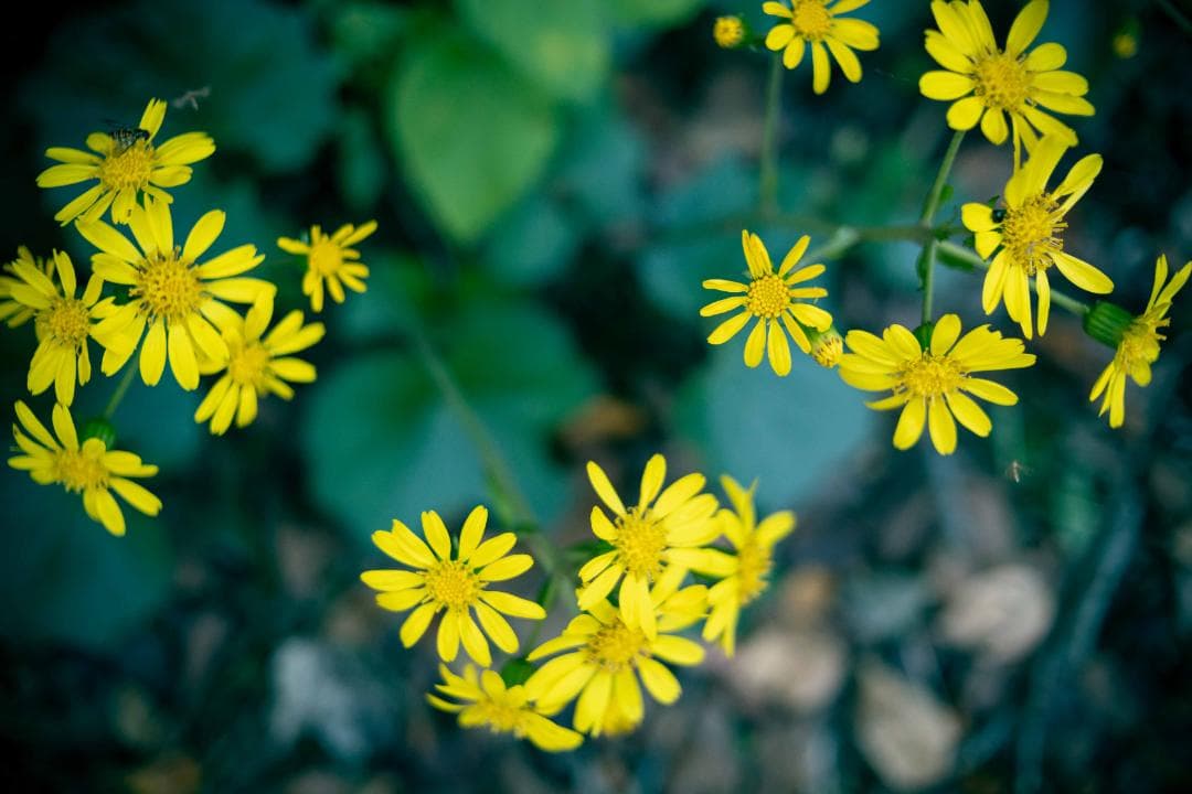 【作例あり】Canon YONGNUO EF35mm F2.0 EFマウント