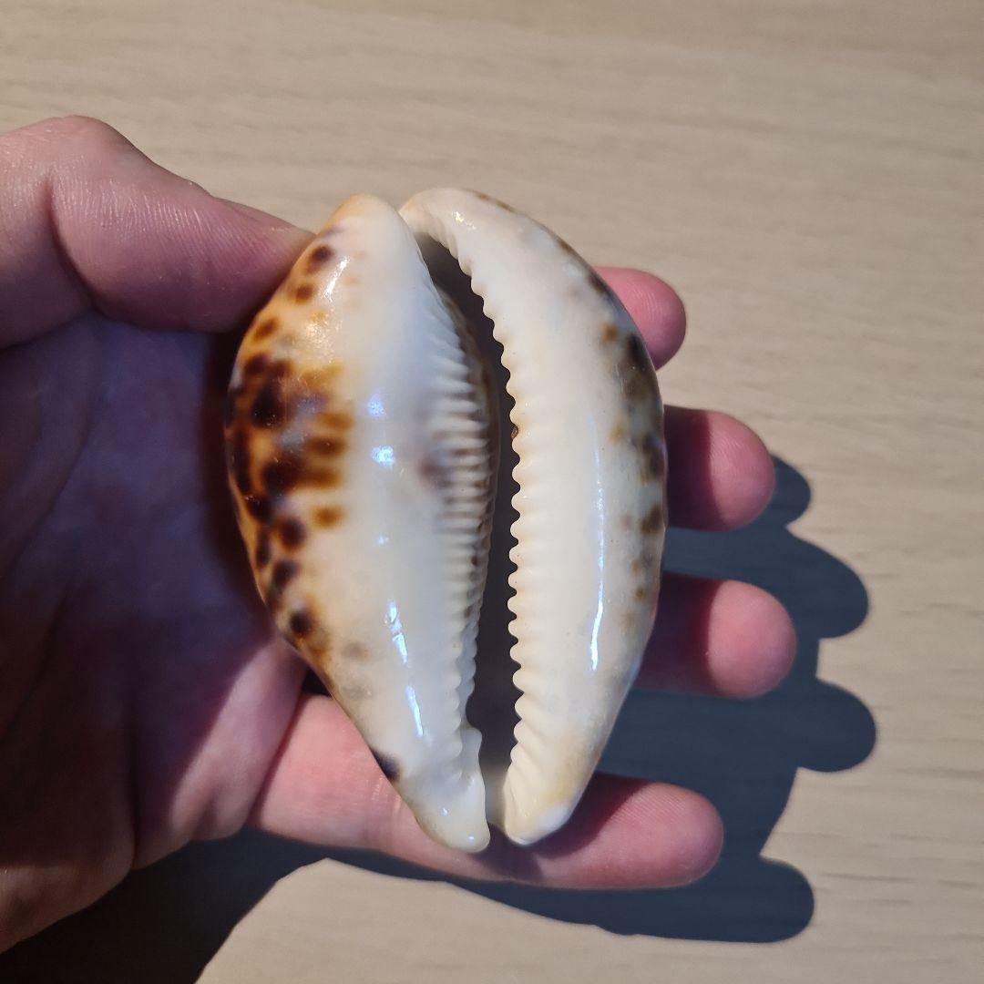 タカラガイ 貝殻 \"Tigris Rusty” タイガーパータン