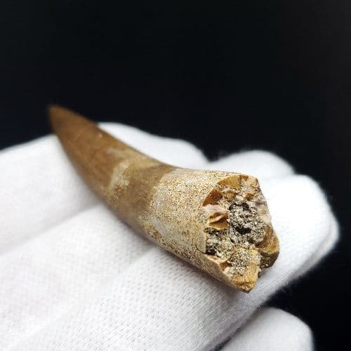 プレシオサウルス 化石 歯 本物 モロッコ産 54.84mm pr69