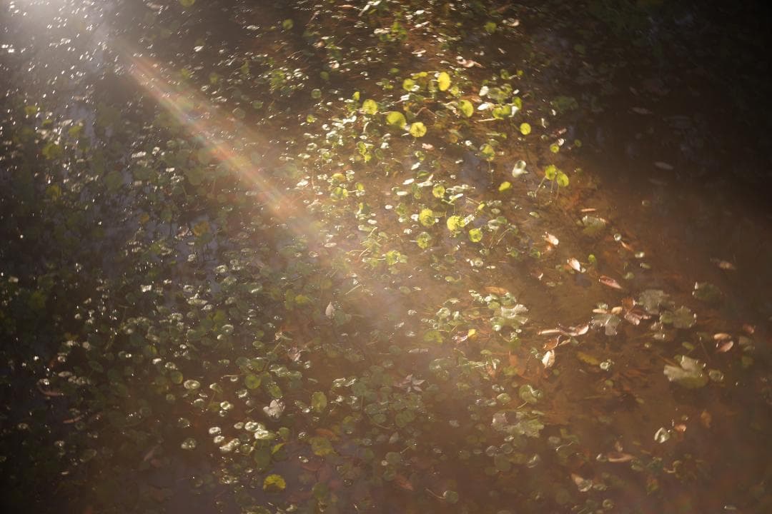 限界値下げ！Som Berthiot Cinor 50mm f3.5 M改 銘玉