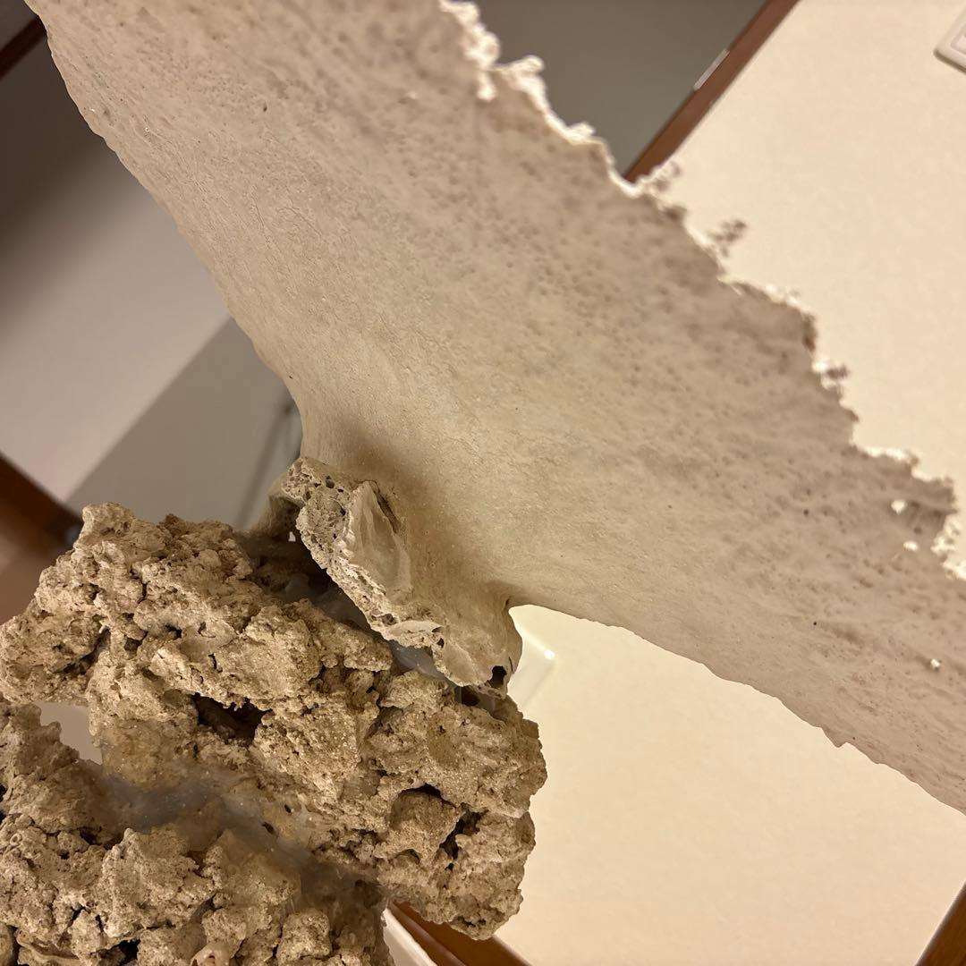 珊瑚礁　レイアウト　約35×45