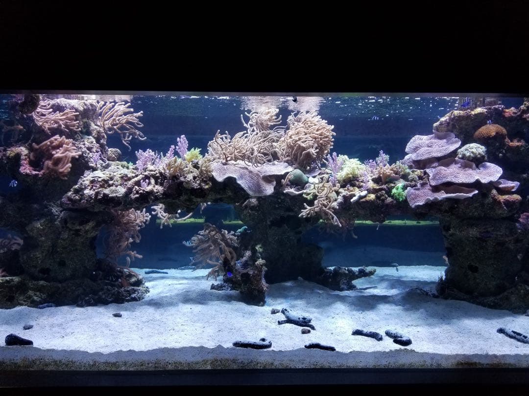 珊瑚礁　レイアウト　約35×45