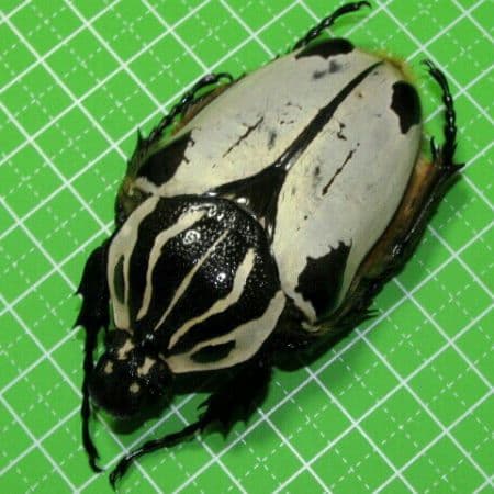 カメルーン産 クワドリマキュラトス ゴライアス70mm