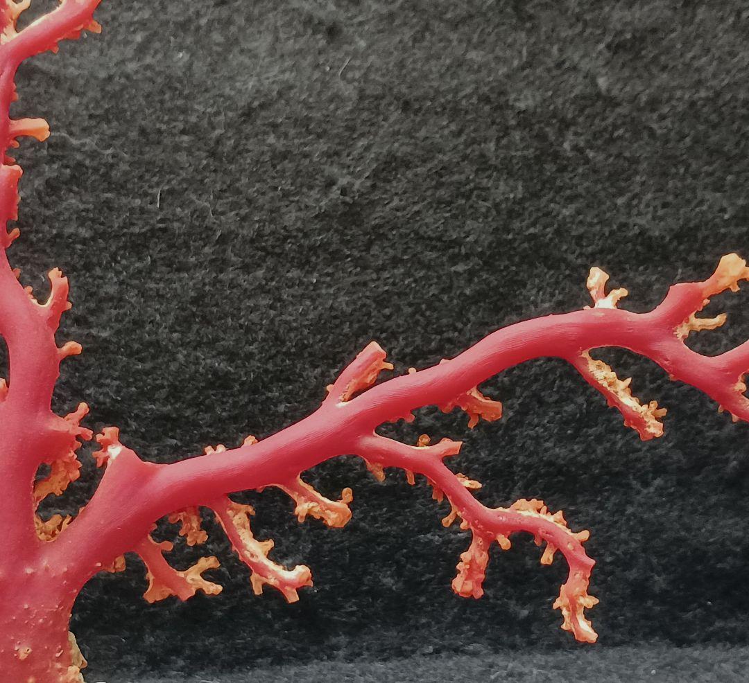 Y2678-2 国産赤珊瑚原木 血赤珊瑚 総重量49.8g 太軸