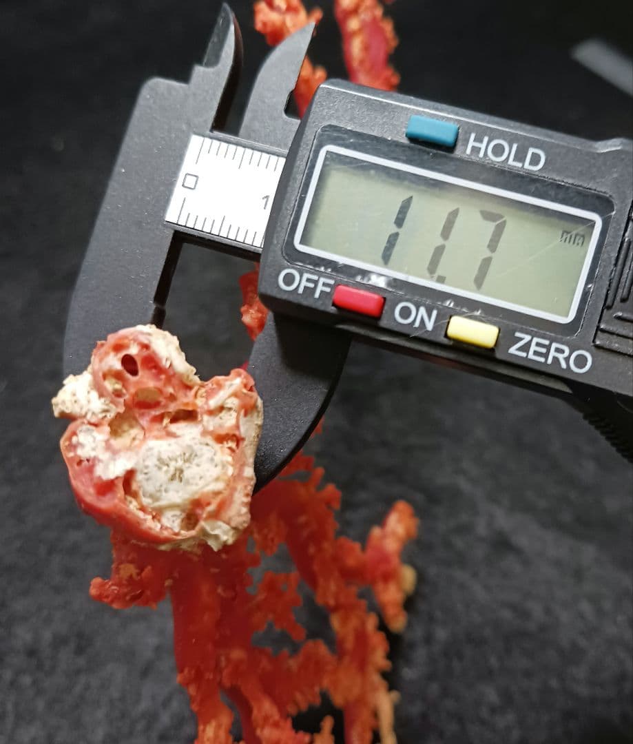 Y2678-2 国産赤珊瑚原木 血赤珊瑚 総重量49.8g 太軸