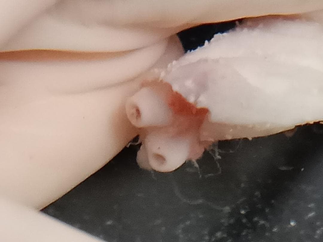 学術標本】種名ニホンジカ　胎児（♂）　エタノール浸漬標本　頭胴長約１３０ｍｍ