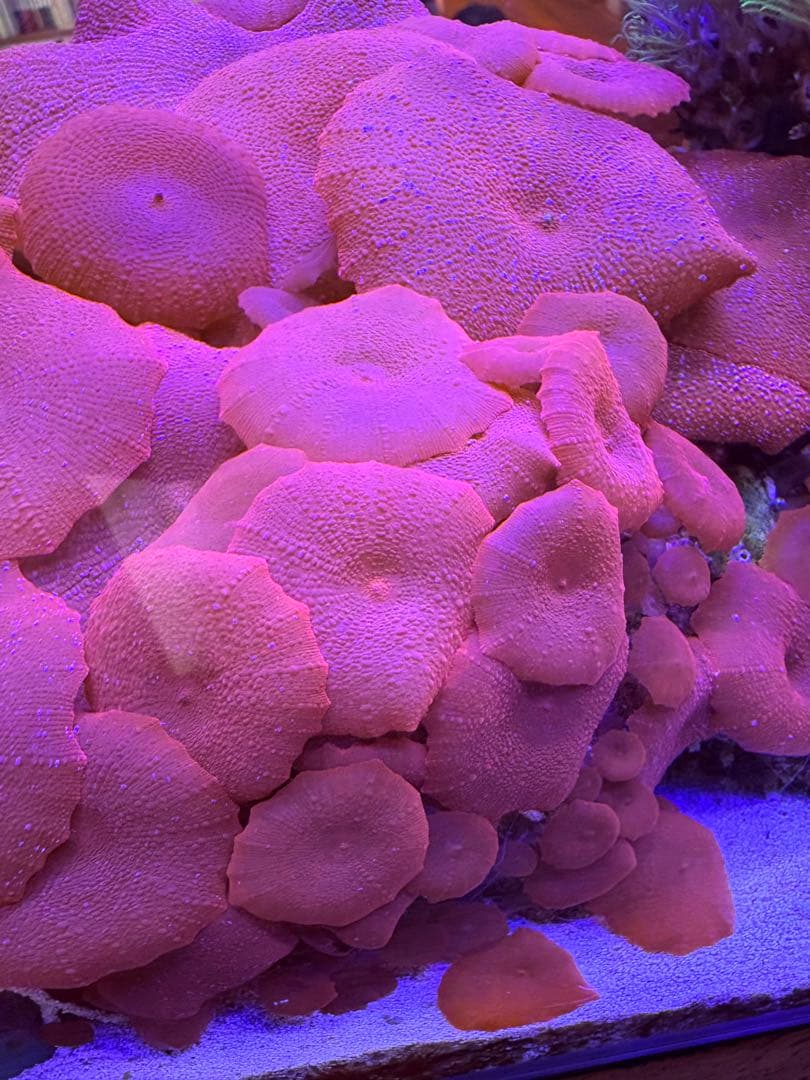 ディスクコーラルレッド