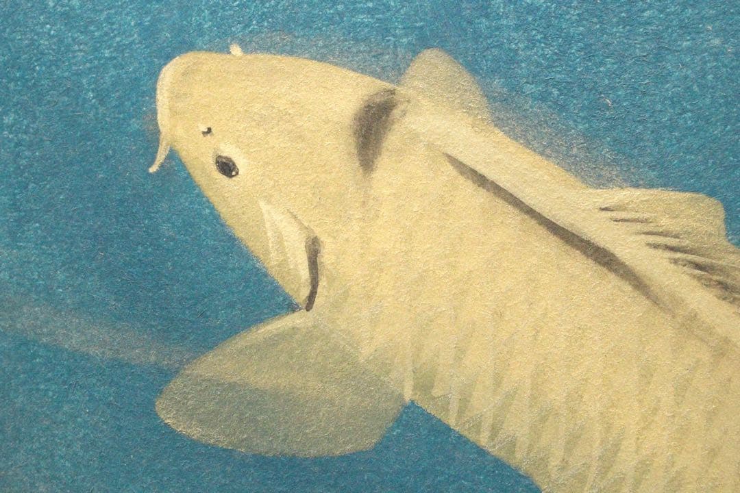 No4526額装　川村憲邦　金銘　遊鯉図　色紙　紙箱付　日本画　古美術　送料無料