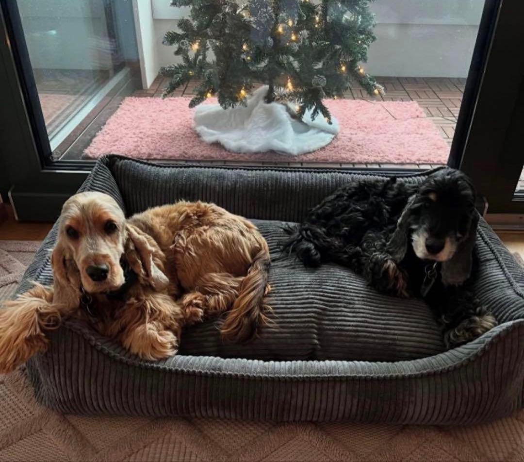 新品未開封 ペット用ベッド ドイツ William walker グレー