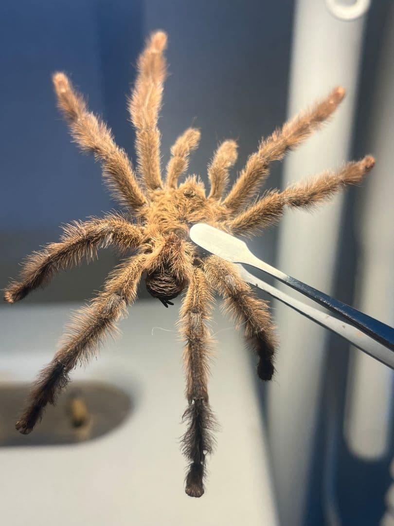 【標本】オリベイラフェイスハガータランチュラ　奇蟲ムカデセンチピードサソリゴ