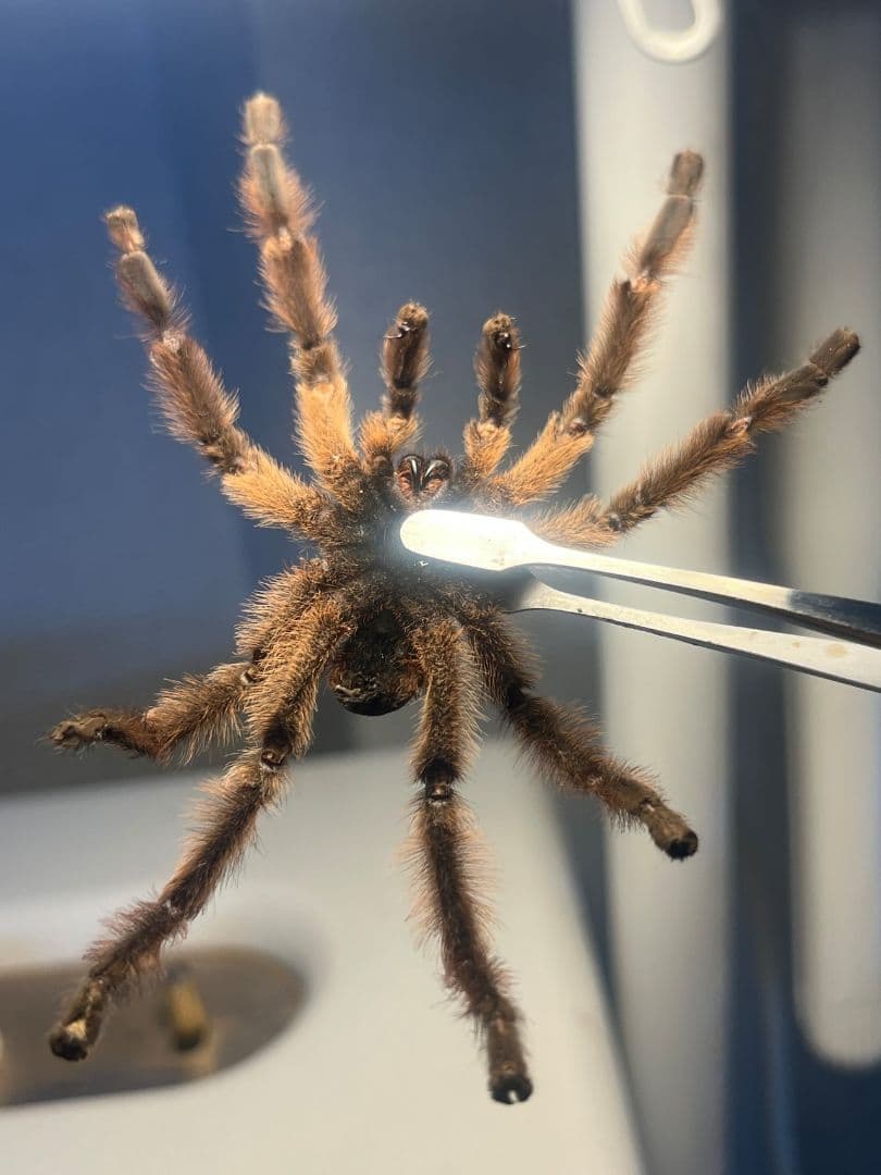 【標本】オリベイラフェイスハガータランチュラ　奇蟲ムカデセンチピードサソリゴ