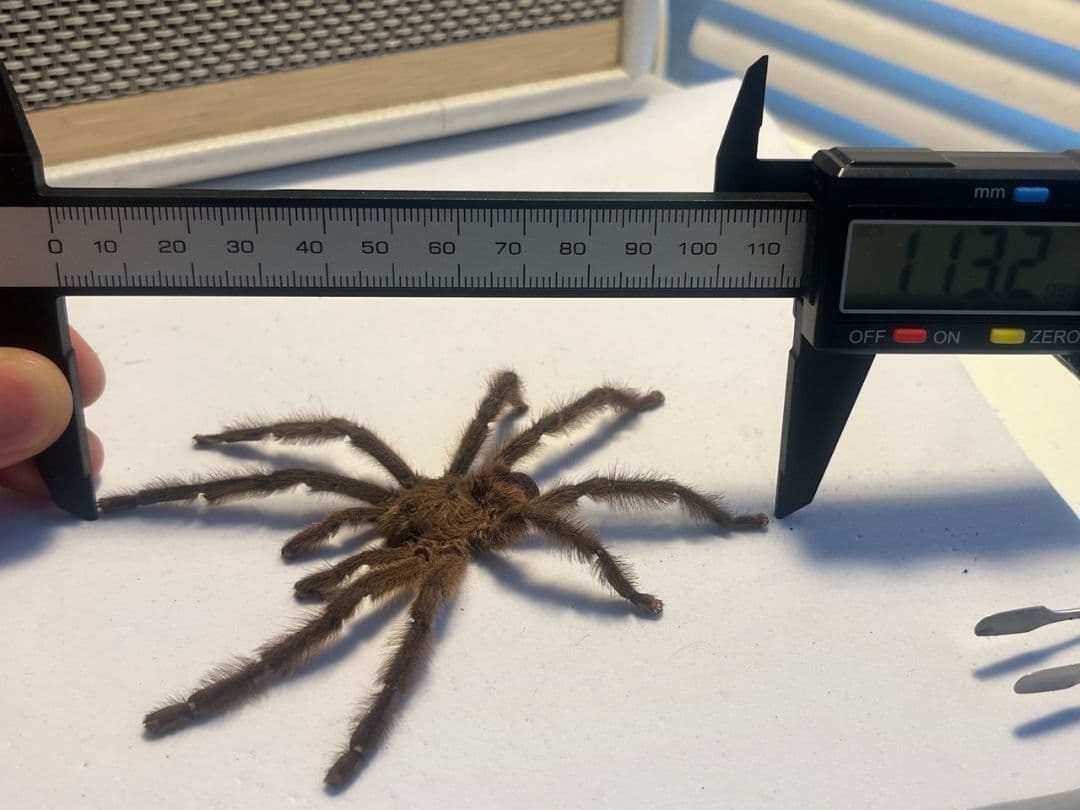 【標本】オリベイラフェイスハガータランチュラ　奇蟲ムカデセンチピードサソリゴ