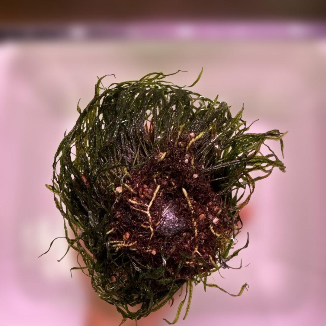 ミクロソリウムsp.本ナロー タイ産　溶岩石付き