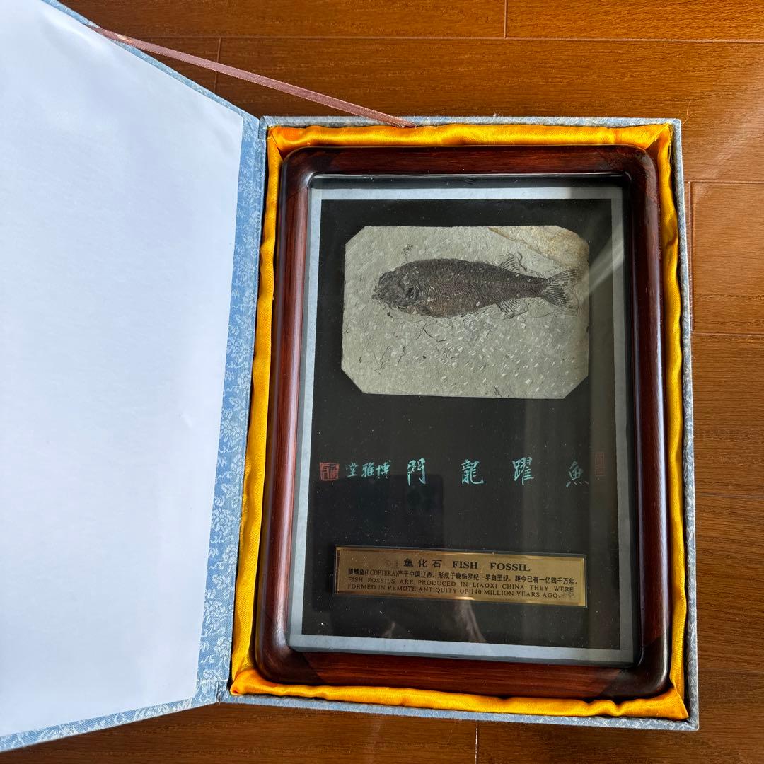額装　魚の化石（Lophocephalus）約4千万年前 中国産