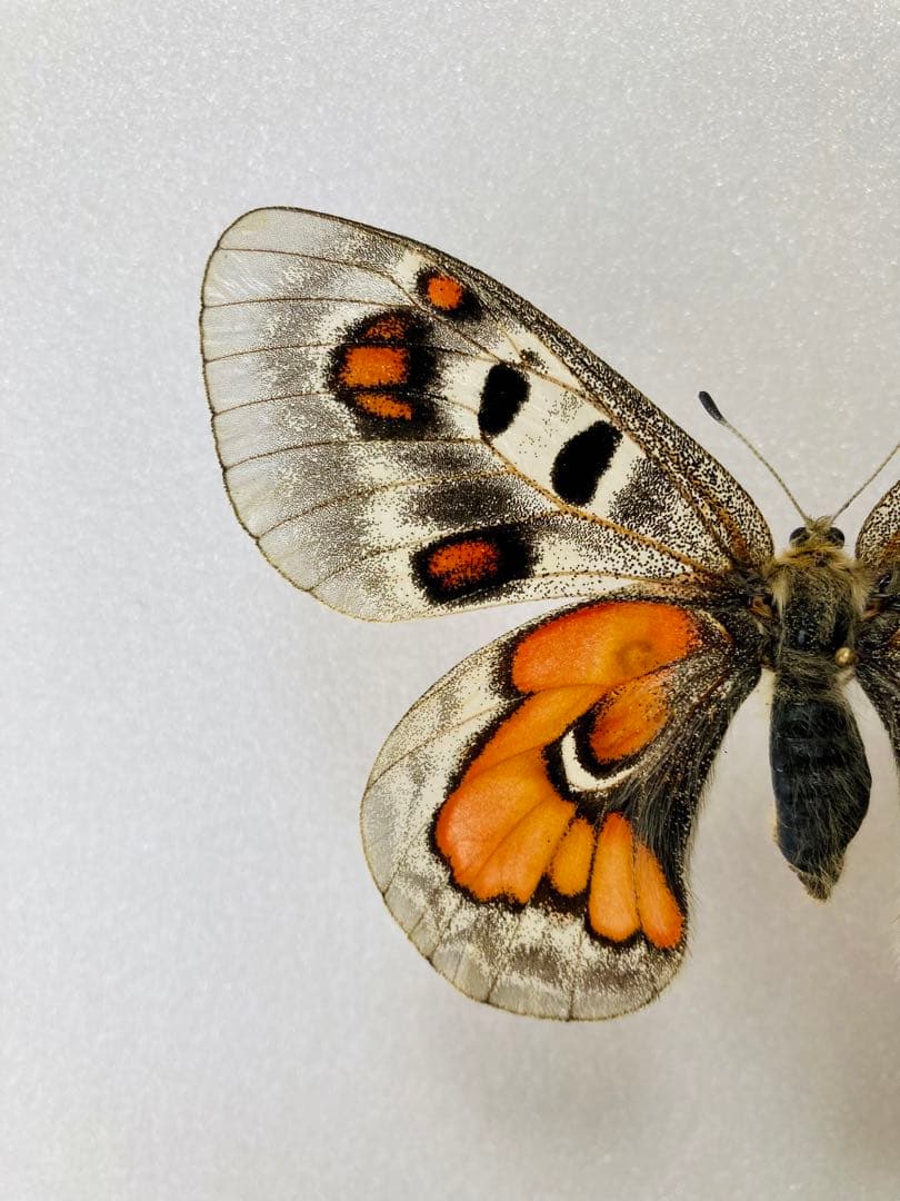 【大型】パルナシウス・ウィスコッティ（1メス・スウェーデン）