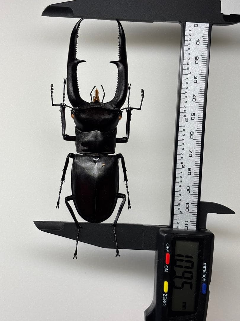 WD大型マンデイブラリスフタマタクワガタ