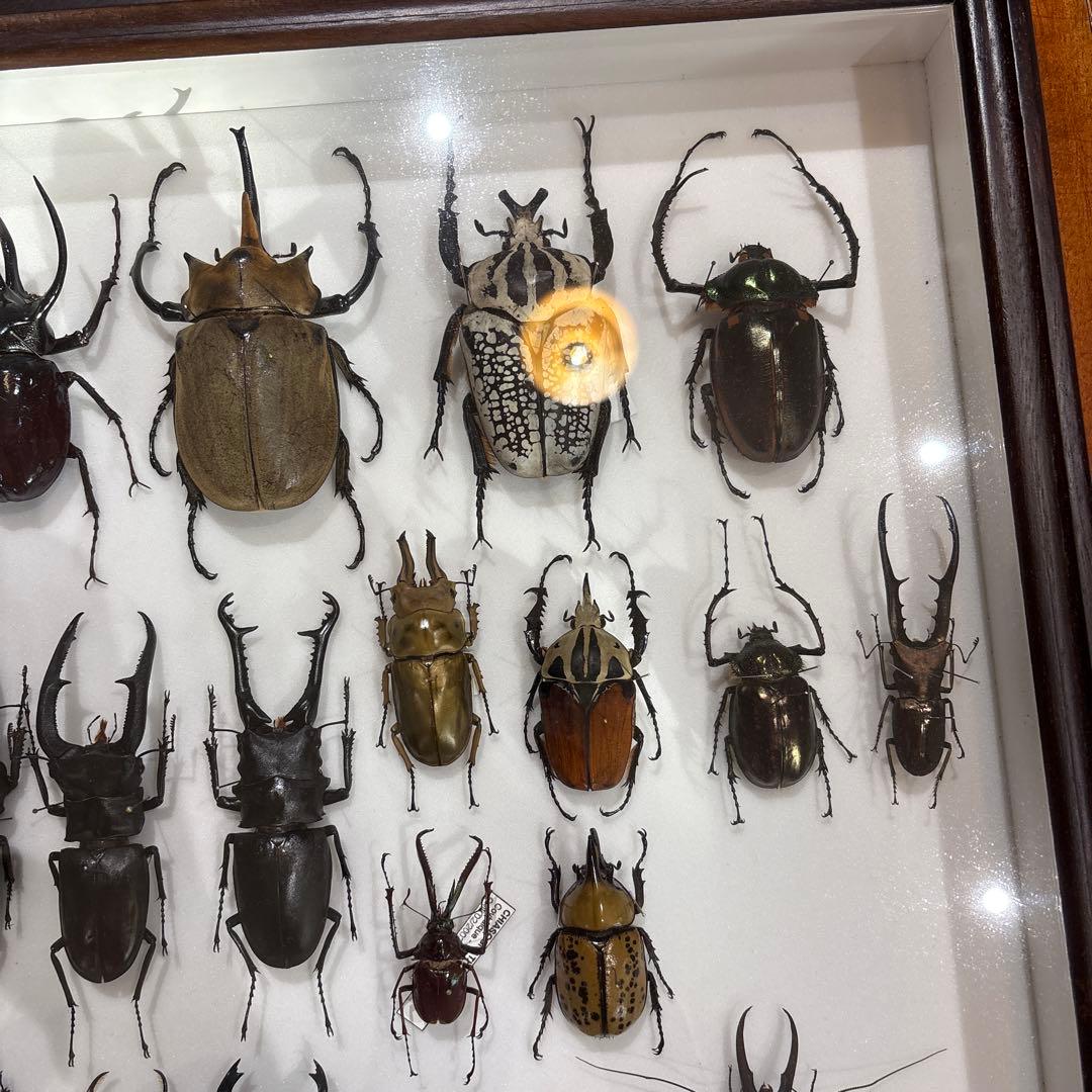 昆虫標本 標本箱 セット