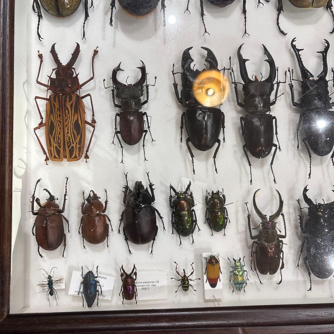 昆虫標本 標本箱 セット