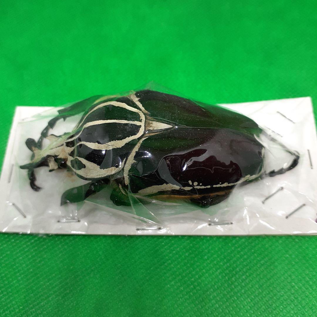 標本 Goliathus goliatus apicalis 80mm CONGO