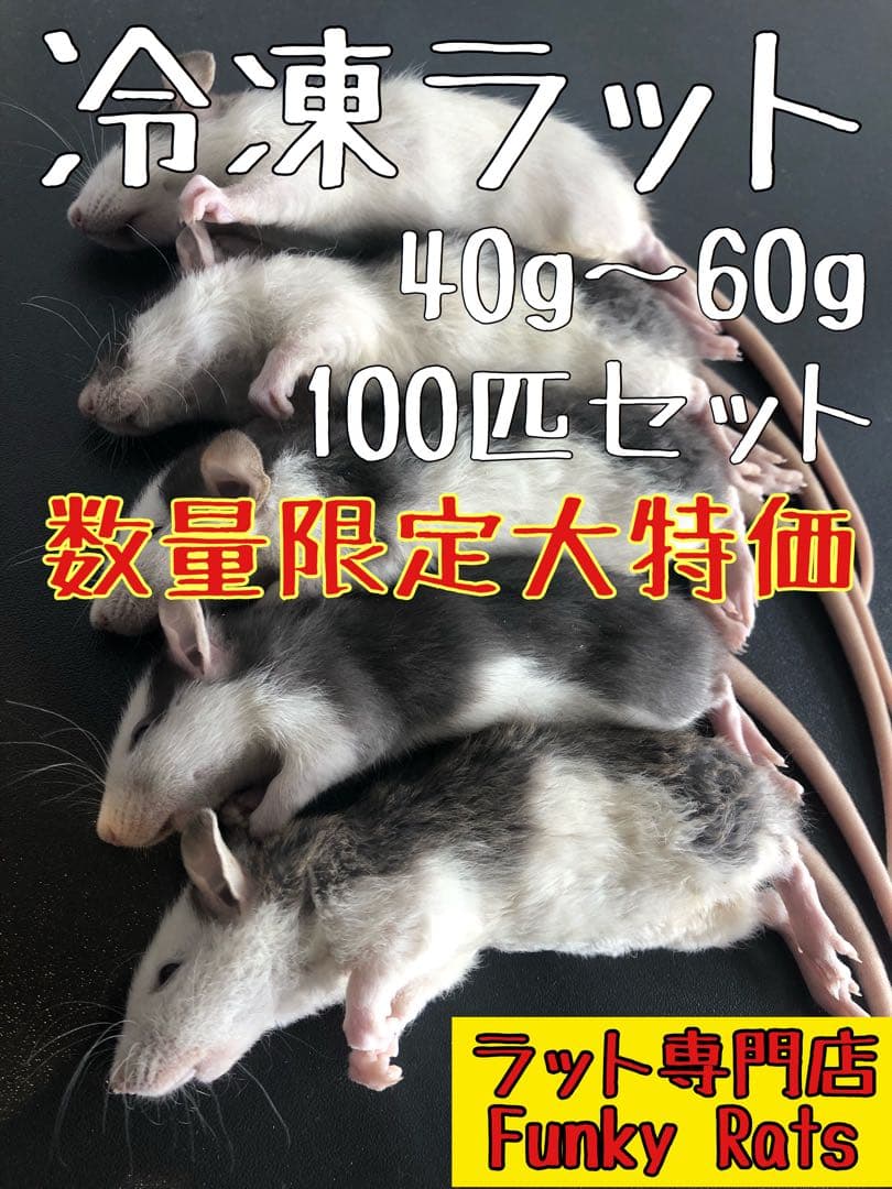 冷凍ラット 100匹セット 40g〜60g