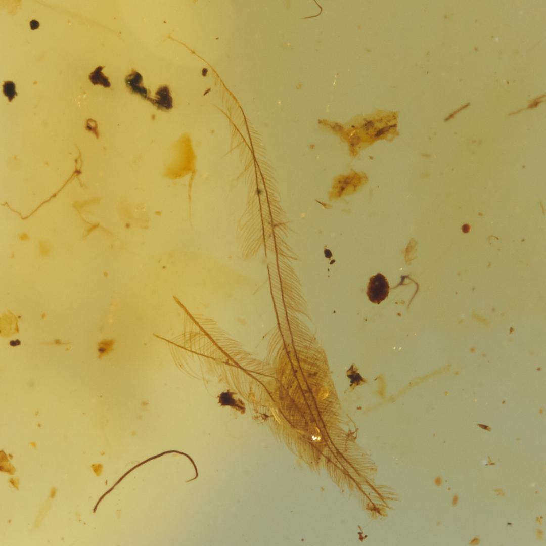 レア極上品 SA0008虫入り琥珀化石　ミャンマーカムティかタナイ9900万年前