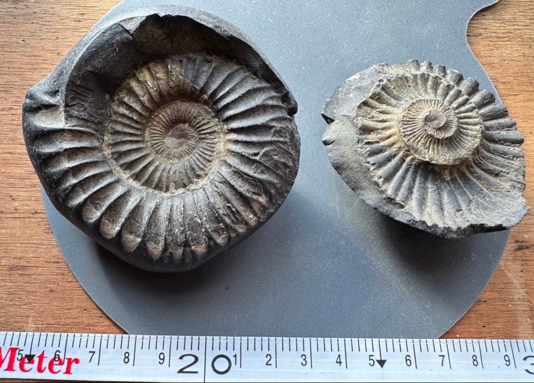 アンモナイト化石 黒色 大きい