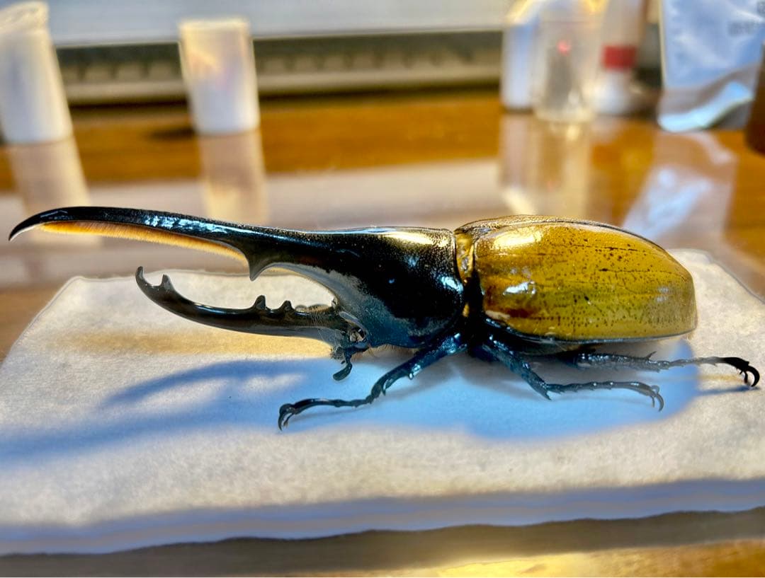 ⭐️⭐️ヘラクレス２亜種♂標本⭐️⭐️