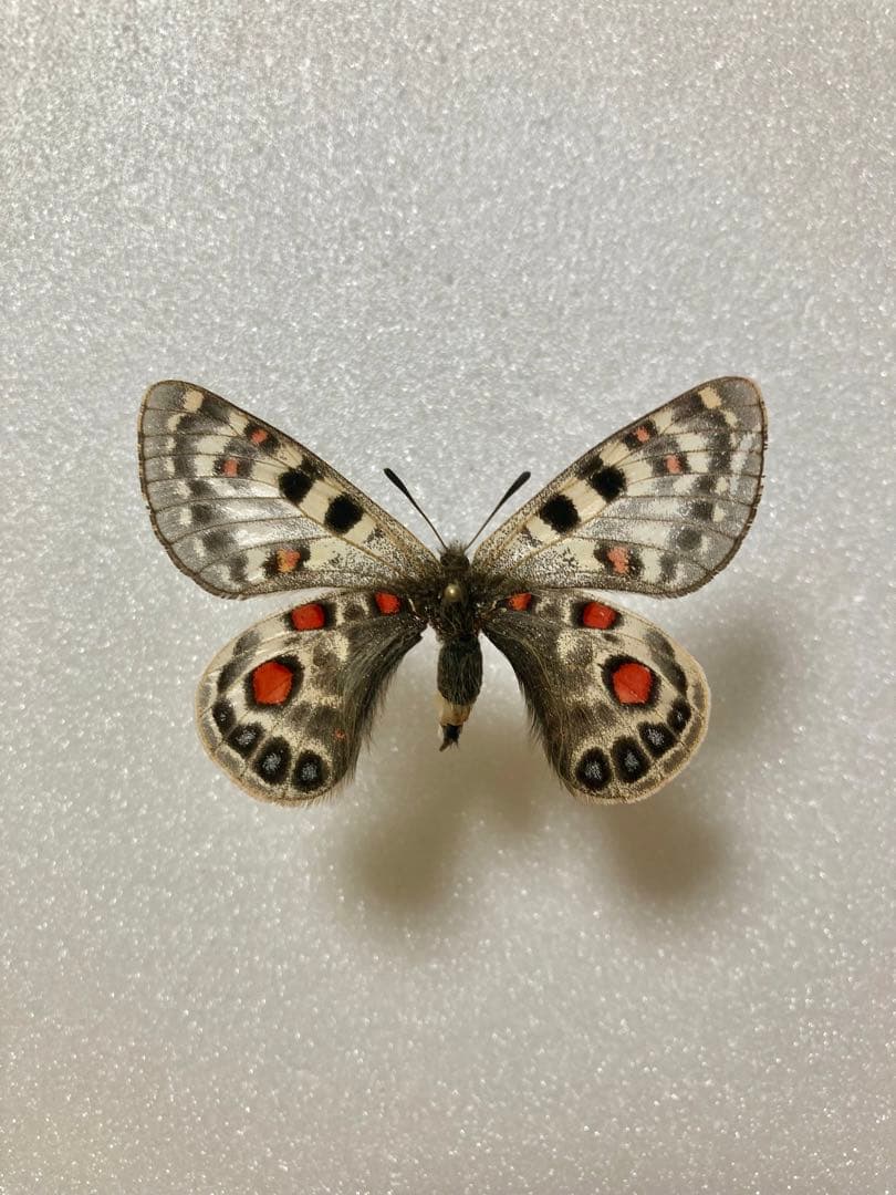 【バラ売り可能】パルナシウス・アッコ・ツライシャニ（1ペア、中国/青海省）