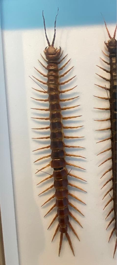 特大ペルビアンジャイアントセンチピード34cm 欠損あり
