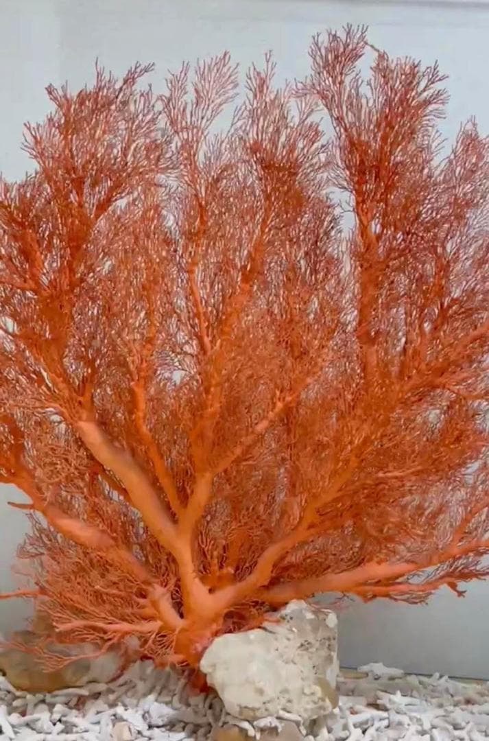 希少　天然 大型枝珊瑚 母岩付 高95cm サンゴ　原木　ルース